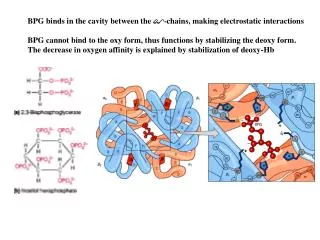BPG binds in the cavity between the ?-chains, making electrostatic interactions