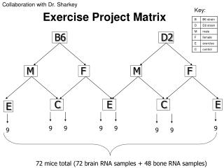 72 mice total (72 brain RNA samples + 48 bone RNA samples)