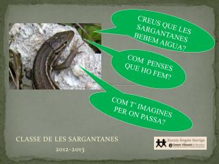 classe de les sargantanes 2012 2013