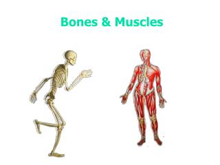 Bones &amp; Muscles