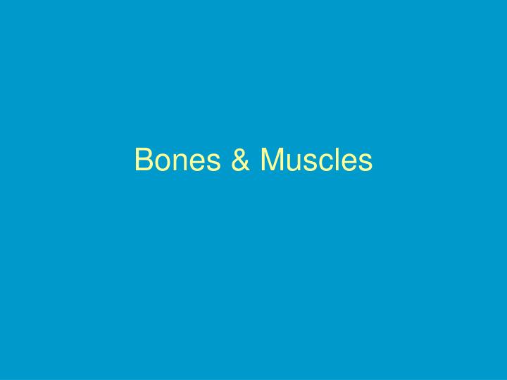 bones muscles