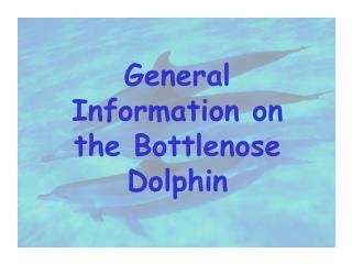 General Information on the Bottlenose Dolphin