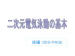 後編： SDS-PAGE - slide 1