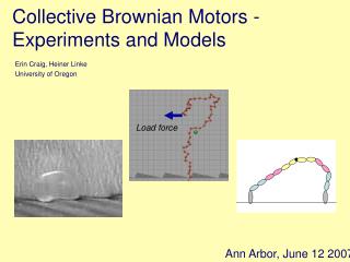 Collective Brownian Motors - Experiments and Models