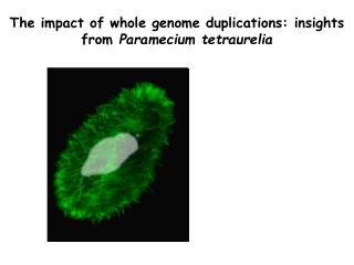The impact of whole genome duplications: insights from Paramecium tetraurelia