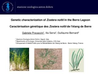 Genetic characterization of Zostera noltii in the Berre Lagoon