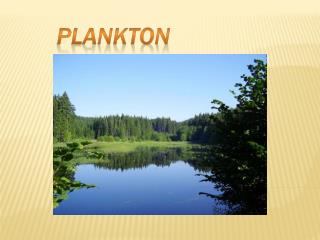 plankton
