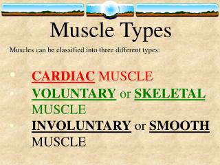 Muscle Types
