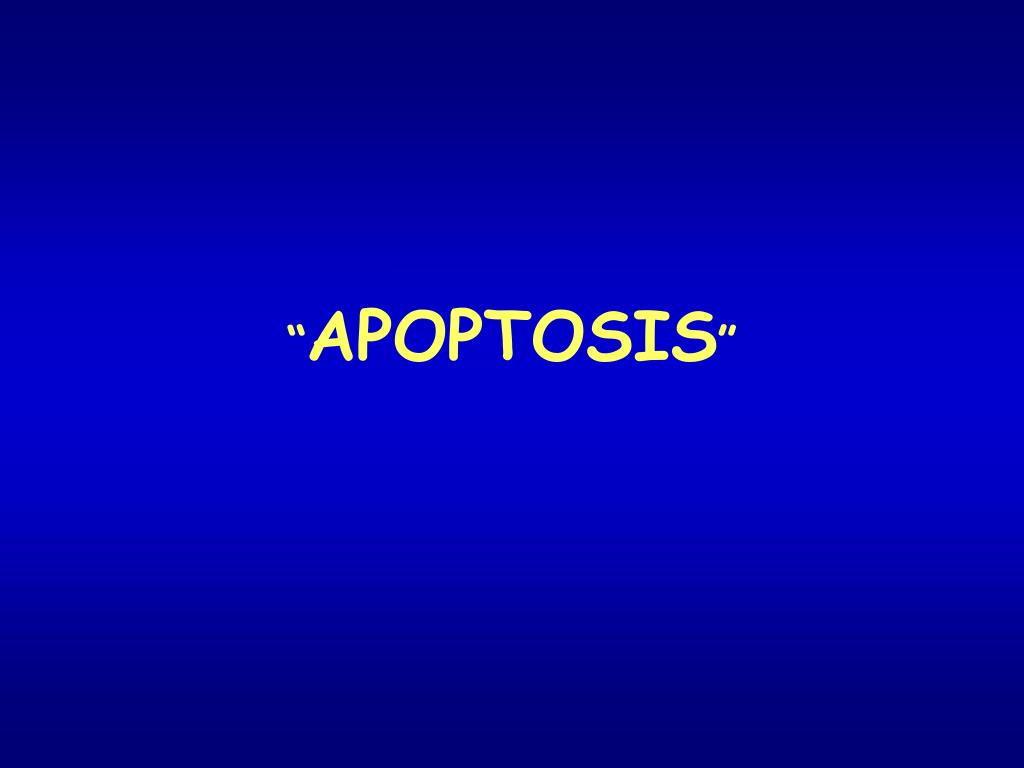 PPT - “ APOPTOSIS ” PowerPoint Presentation, free download - ID:3265657