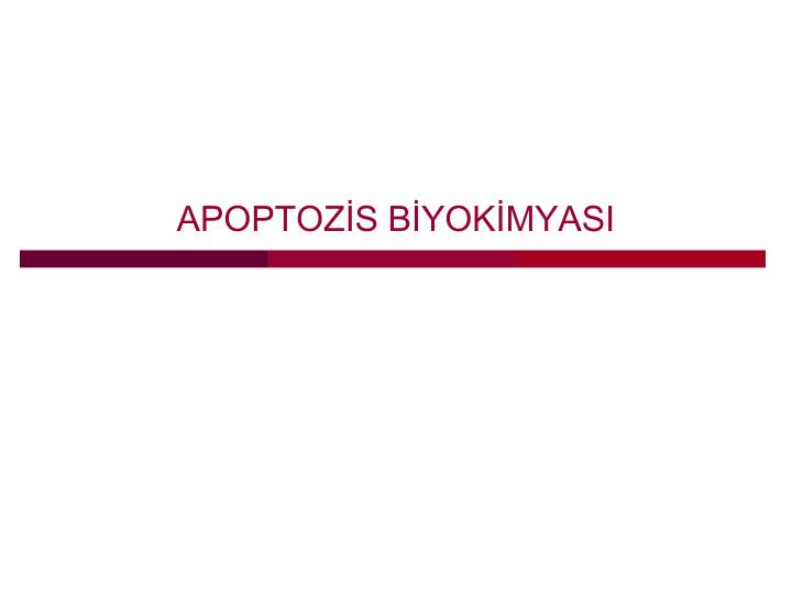 apoptoz s b yok myasi