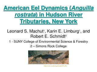 American Eel Dynamics ( Anguilla rostrata ) in Hudson River Tributaries, New York