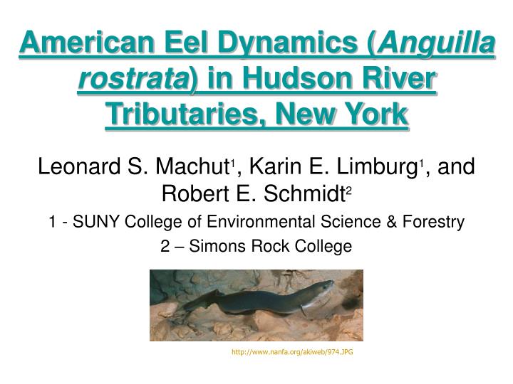 american eel dynamics anguilla rostrata in hudson river tributaries new york