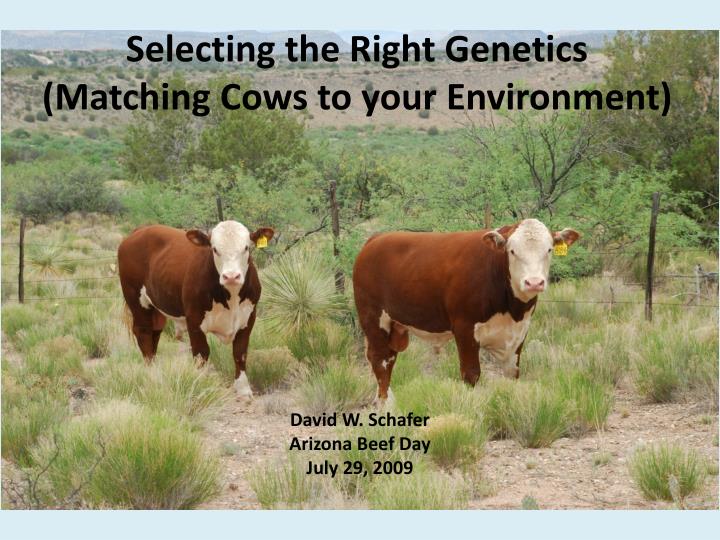 selecting the right genetics matching cows to your environment