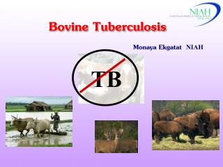 Bovine Tuberculosi s Monaya Ekgatat NIAH