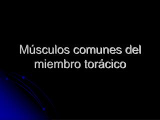m sculos comunes del miembro tor cico
