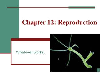 Chapter 12: Reproduction