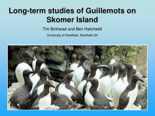 Long-term studies of Guillemots on Skomer Island Tim Birkhead and Ben Hatchwell