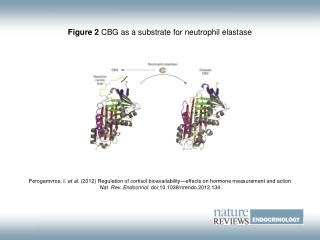 Figure 2 CBG as a substrate for neutrophil elastase
