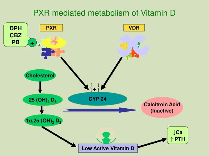 pxr mediated metabolism of vitamin d