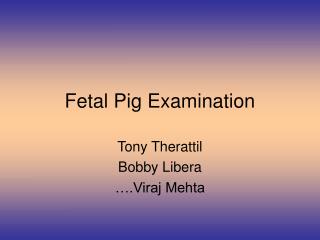 Fetal Pig Examination