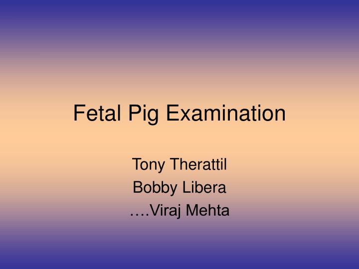 fetal pig examination