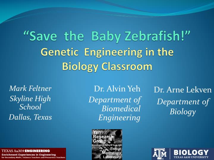 save the baby zebrafish genetic engineering in the biology classroom