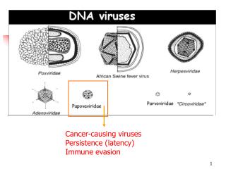 Cancer-causing viruses Persistence (latency) Immune evasion