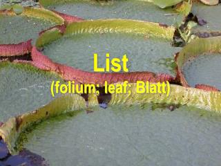 list folium leaf blatt
