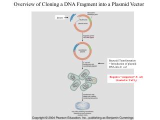 Overview of Cloning a DNA Fragment into a Plasmid Vector