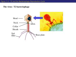 The virus: T2 bacteriophage