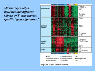 Microarray analysis indicates that different subsets of B cells express