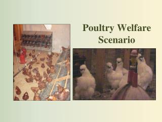 Poultry Welfare Scenario