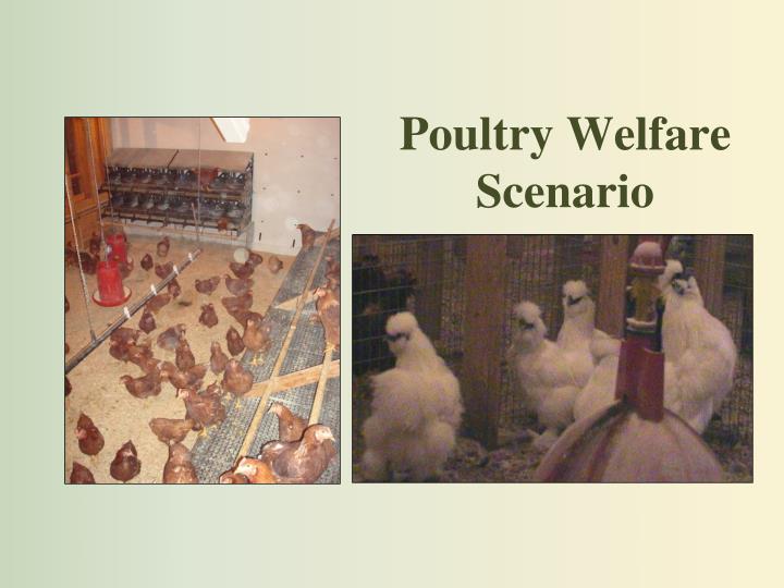 poultry welfare scenario