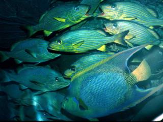 Sources of Fish Decline Habitat disruption