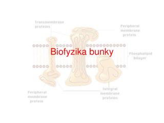 biofyzika bunky