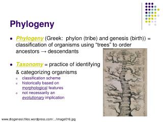 Phylogeny