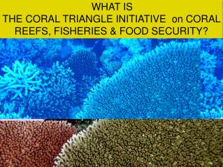 WHAT IS THE CORAL TRIANGLE INITIATIVE on CORAL REEFS, FISHERIES &amp; FOOD SECURITY?
