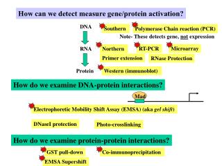 How can we detect measure gene/protein activation?