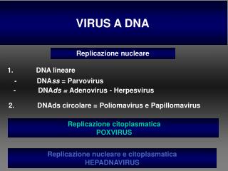 VIRUS A DNA