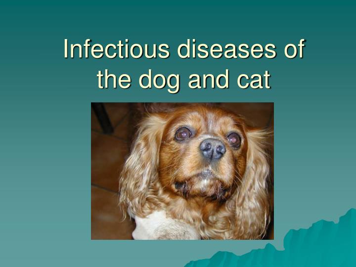 infectious diseases of the dog and cat