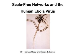 Scale-Free Networks and the Human Ebola Virus
