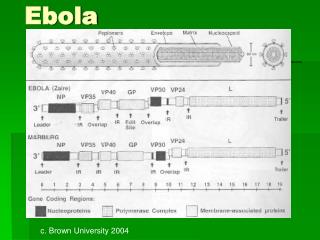 ebola
