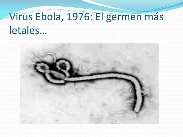 virus ebola 1976 el germen m s letales