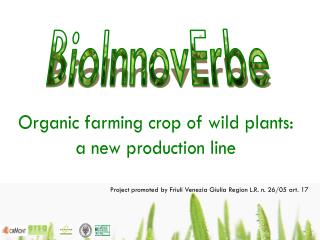 Organic farming crop of wild plants: a new production line