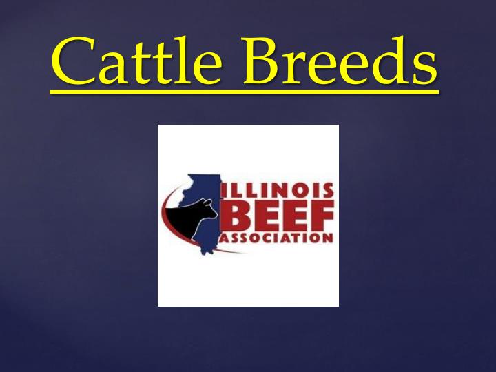 cattle breeds