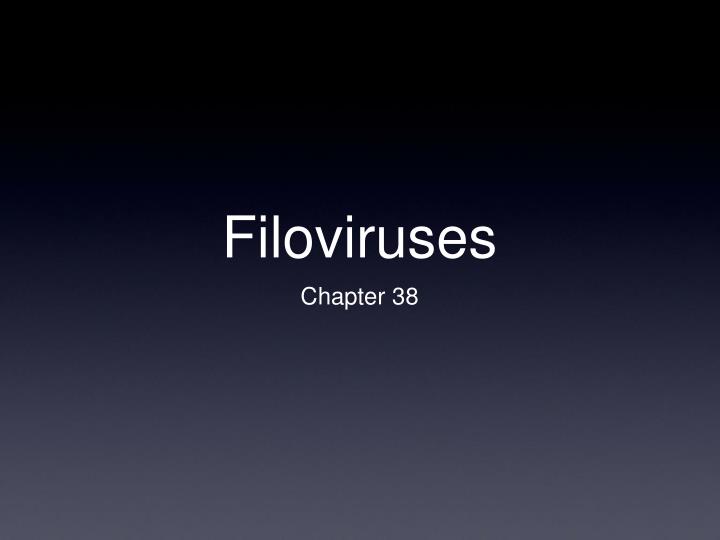 filoviruses