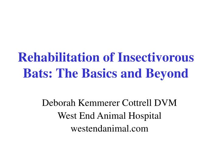 rehabilitation of insectivorous bats the basics and beyond