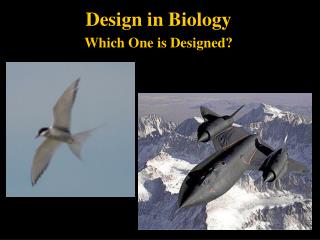 Design in Biology Which One is Designed?