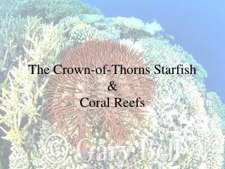 The Crown-of-Thorns Starfish &amp; Coral Reefs