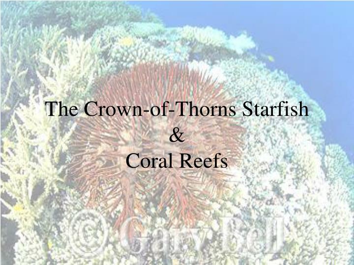 the crown of thorns starfish coral reefs